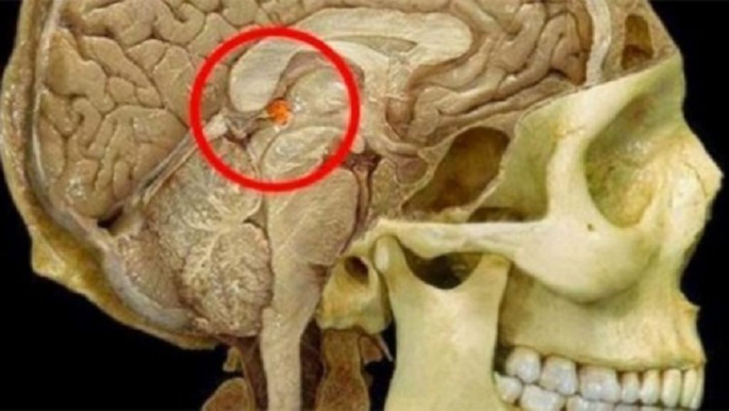 Come attivare la ghiandola pineale