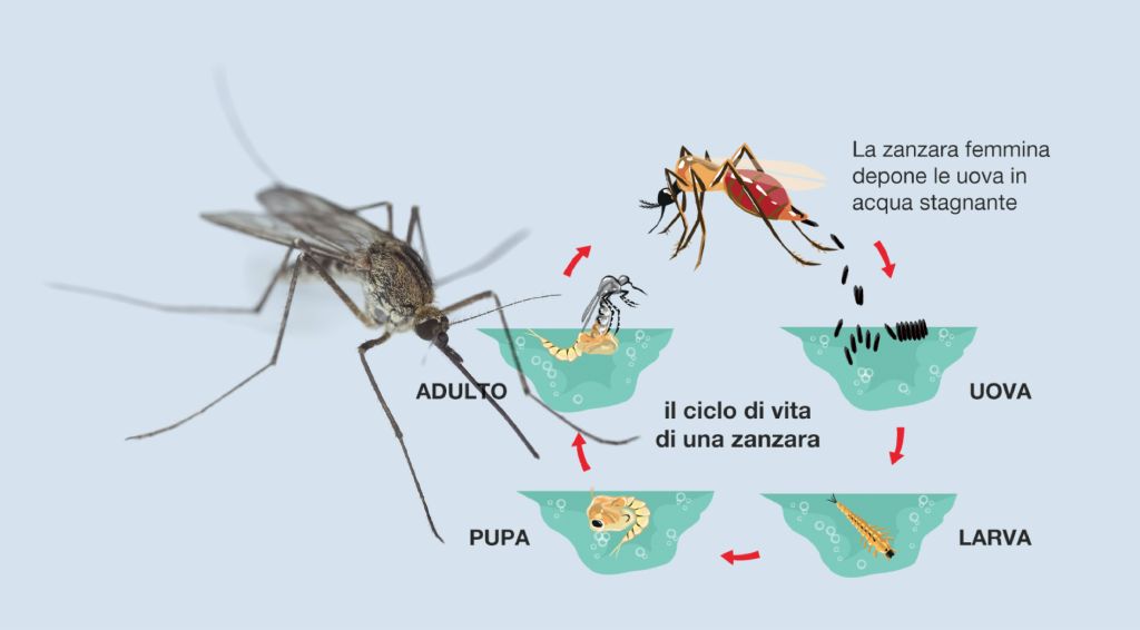 Sesto San Giovani: Settembre e disinfestazione dalle zanzare