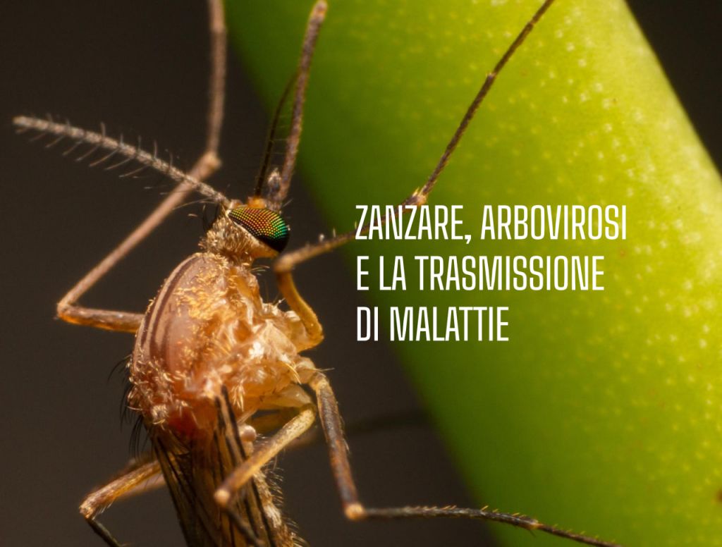 Zanzare, Arbovirosi e la Trasmissione di Malattie: Una Profonda Analisi dei Rischi per la Salute Umana