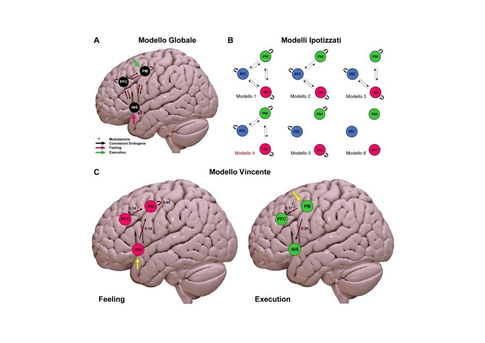 Il cervello traduce le emozioni in movimento: lo studio di Parma su PNAS svela la dinamica tra insula e corteccia premotoria