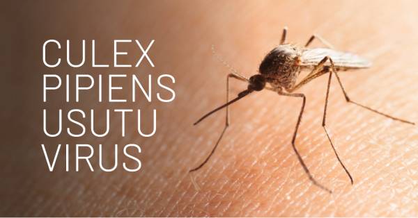 Perché si Viene Punti dalle Zanzare. Malattie e rimedi, quali repellenti